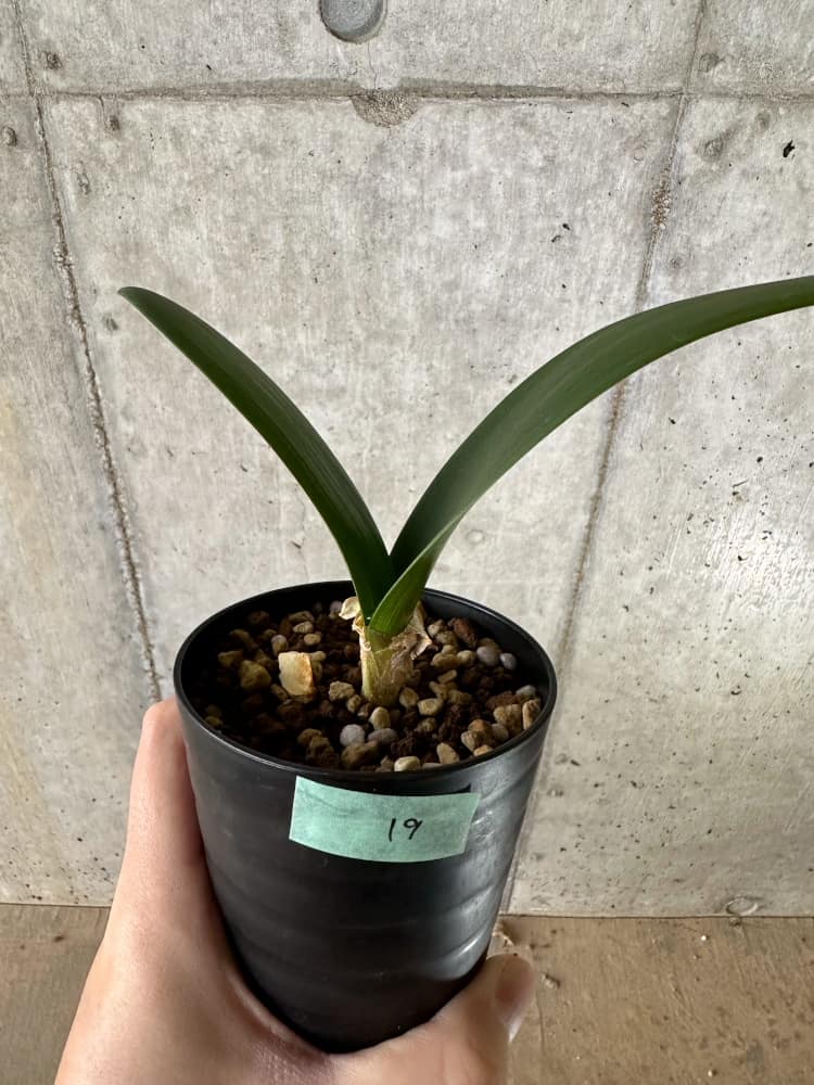 【現品限り】ブルンスビギア・ボスマニアエ【C19】 Brunsvigia bosmaniae