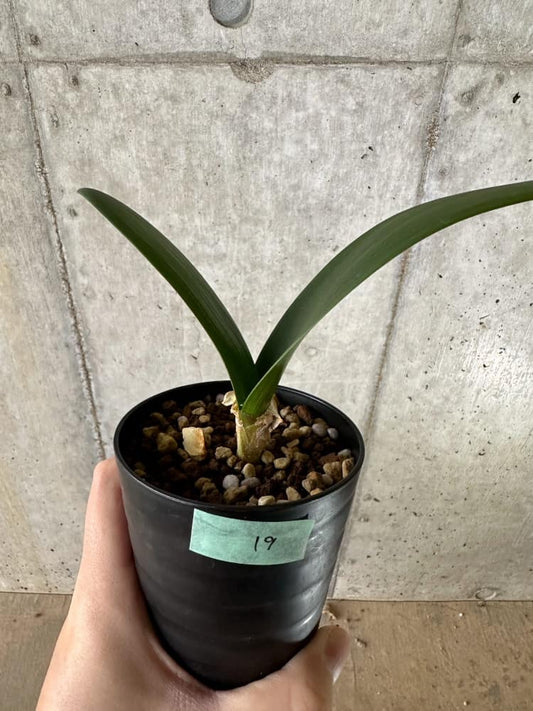 【現品限り】ブルンスビギア・ボスマニアエ【C19】 Brunsvigia bosmaniae