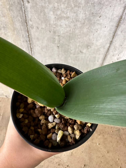 【現品限り】ブルンスビギア・ボスマニアエ【C19】 Brunsvigia bosmaniae