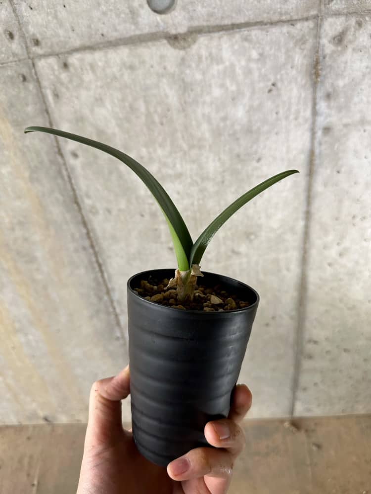 【現品限り】ブルンスビギア・ボスマニアエ【C19】 Brunsvigia bosmaniae