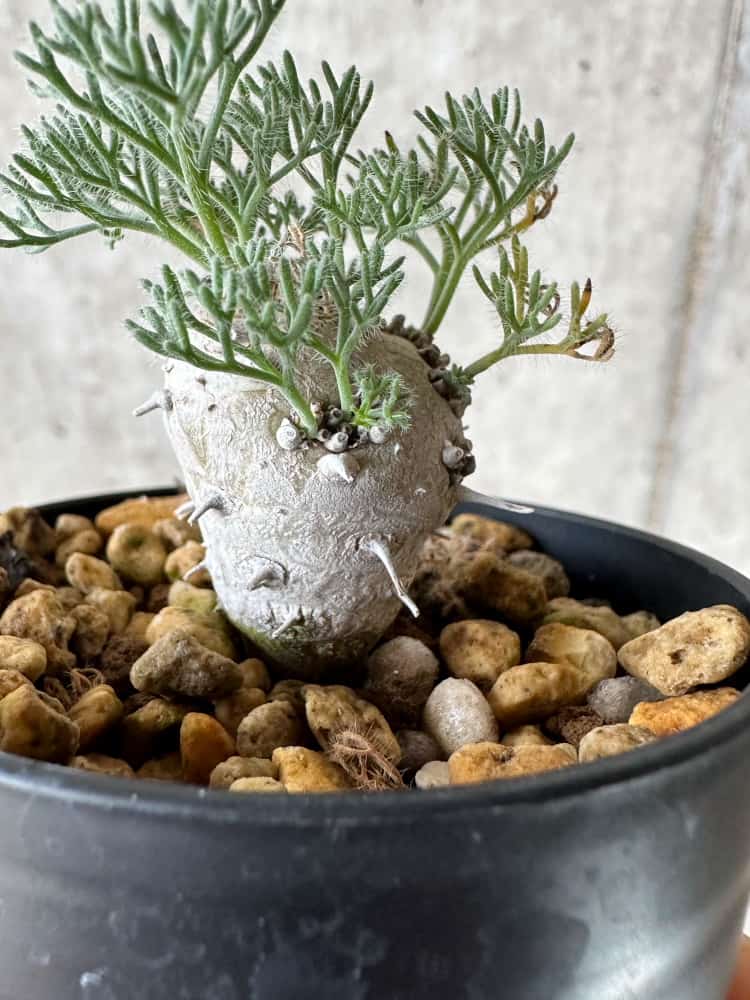 現品限り】モンソニア・ぺニクリナム【C1】 Monsonia peniculinum 塊根