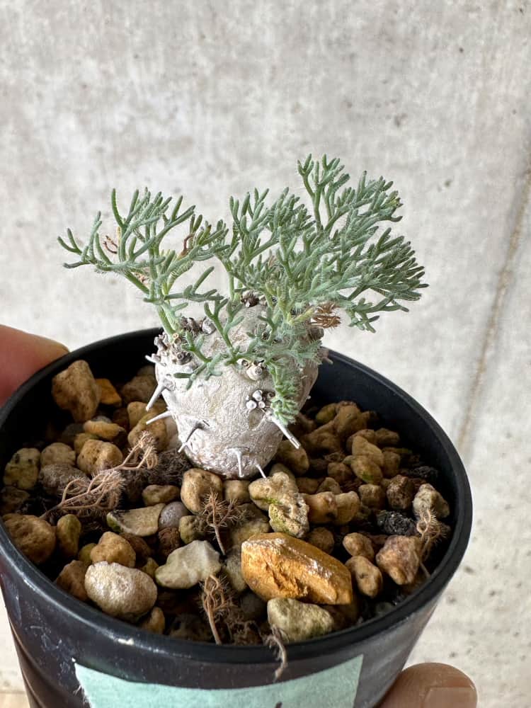 現品限り】モンソニア・ぺニクリナム【C1】 Monsonia peniculinum 塊根