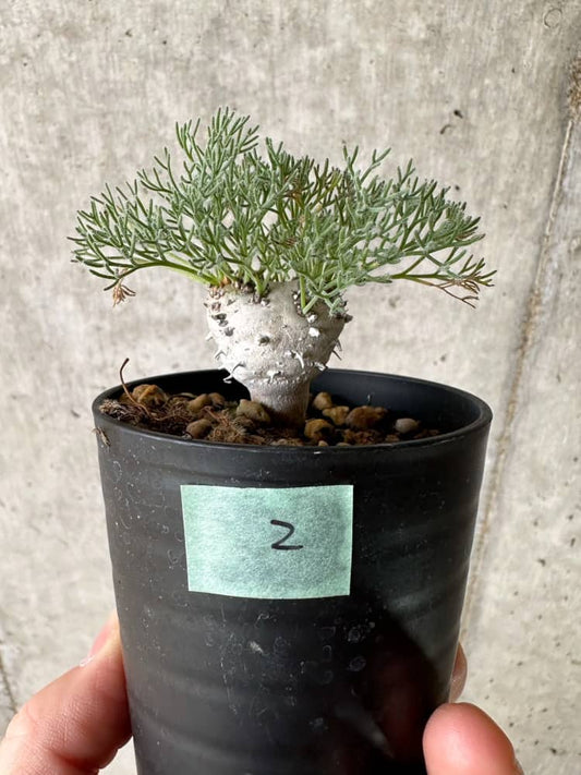 【現品限り】モンソニア・ぺニクリナム【C2】 Monsonia peniculinum