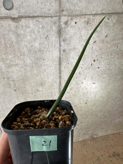 【現品限り】ドリミア・アノマラ【C21】 Drimia anomala