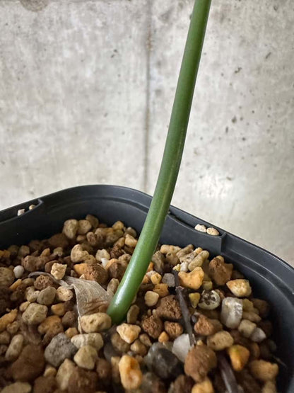 【現品限り】ドリミア・アノマラ【C21】 Drimia anomala