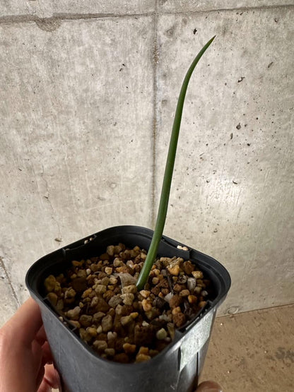 【現品限り】ドリミア・アノマラ【C21】 Drimia anomala