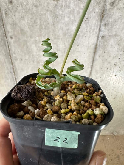 【現品限り】ディプカディ・クリスプム【C22】 Dipcadi crispum