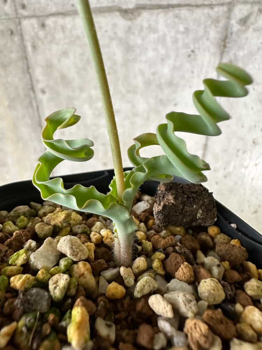 【現品限り】ディプカディ・クリスプム【C22】 Dipcadi crispum