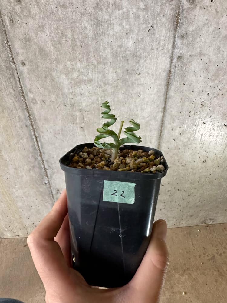 【現品限り】ディプカディ・クリスプム【C22】 Dipcadi crispum