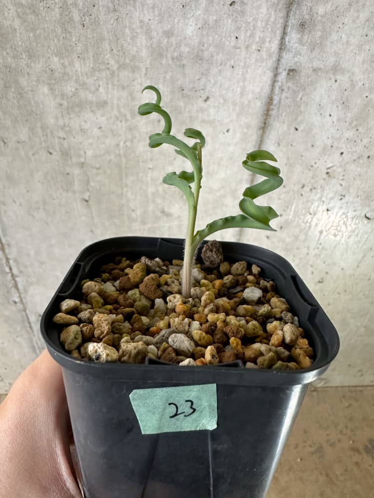 【現品限り】ディプカディ・クリスプム【C23】 Dipcadi crispum