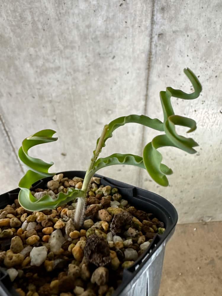 【現品限り】ディプカディ・クリスプム【C23】 Dipcadi crispum
