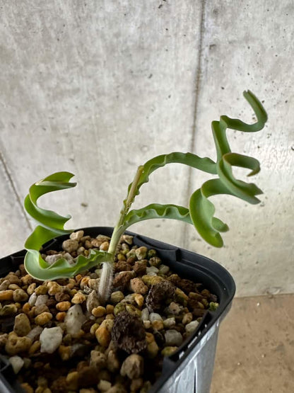【現品限り】ディプカディ・クリスプム【C23】 Dipcadi crispum