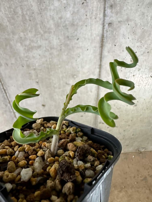 【現品限り】ディプカディ・クリスプム【C23】 Dipcadi crispum