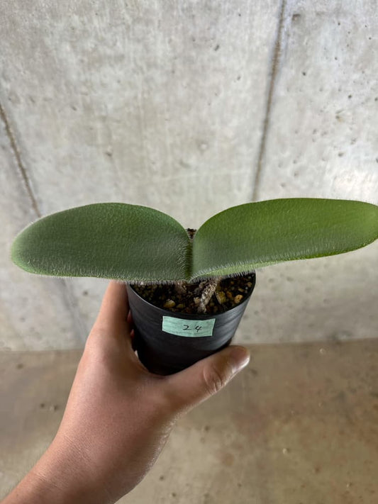 【現品限り】ハエマンサス・フミリス【C24】 Haemanthus humilis Colesberg