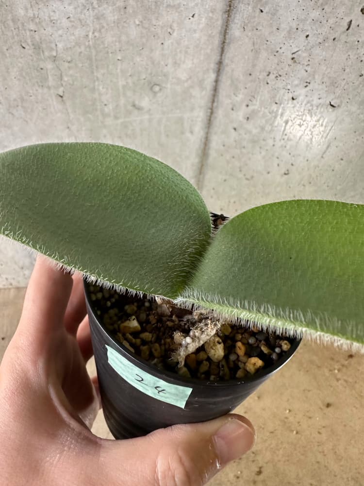 【現品限り】ハエマンサス・フミリス【C24】 Haemanthus humilis Colesberg