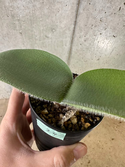 【現品限り】ハエマンサス・フミリス【C24】 Haemanthus humilis Colesberg