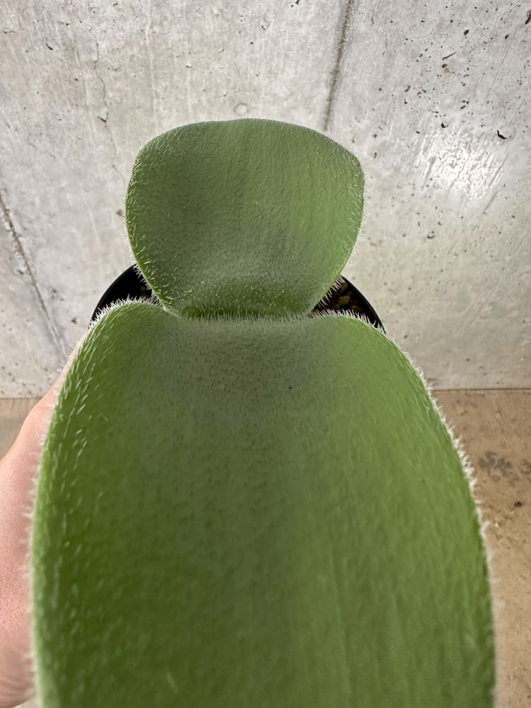 【現品限り】ハエマンサス・フミリス【C24】 Haemanthus humilis Colesberg