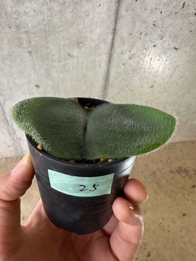 【現品限り】ハエマンサス・フミリス【C25】 Haemanthus humilis Noupoort