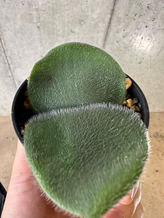 【現品限り】ハエマンサス・フミリス【C25】 Haemanthus humilis Noupoort