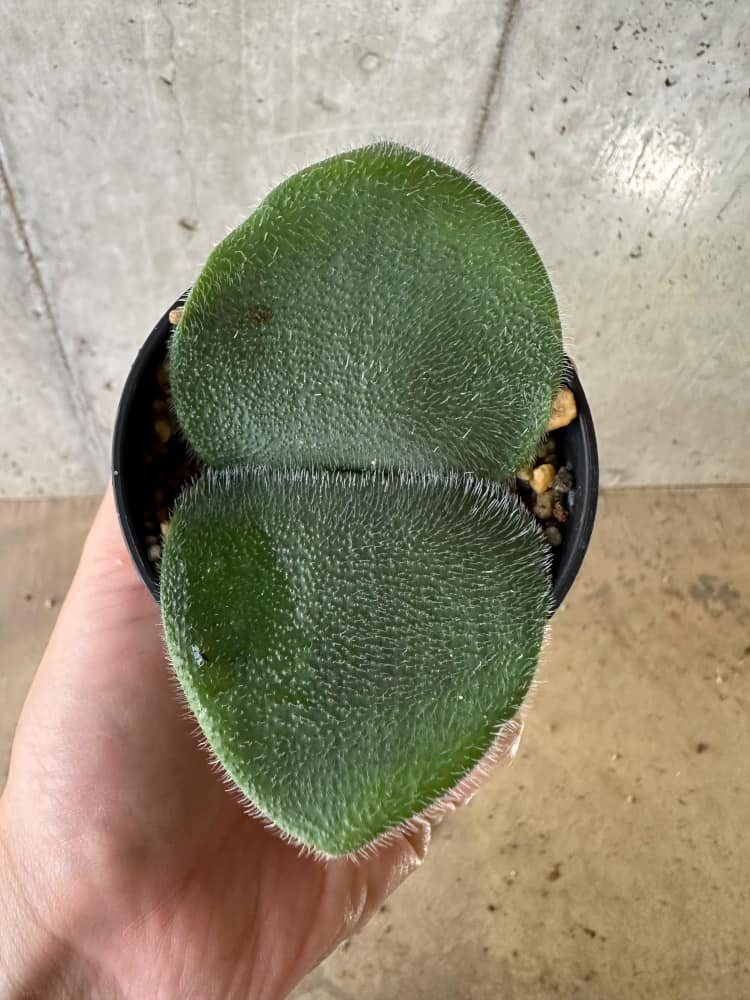 【現品限り】ハエマンサス・フミリス【C25】 Haemanthus humilis Noupoort