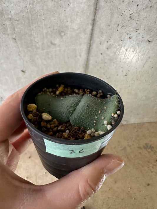 【現品限り】ハエマンサス・フミリス【C26】 Haemanthus humilis Noupoort