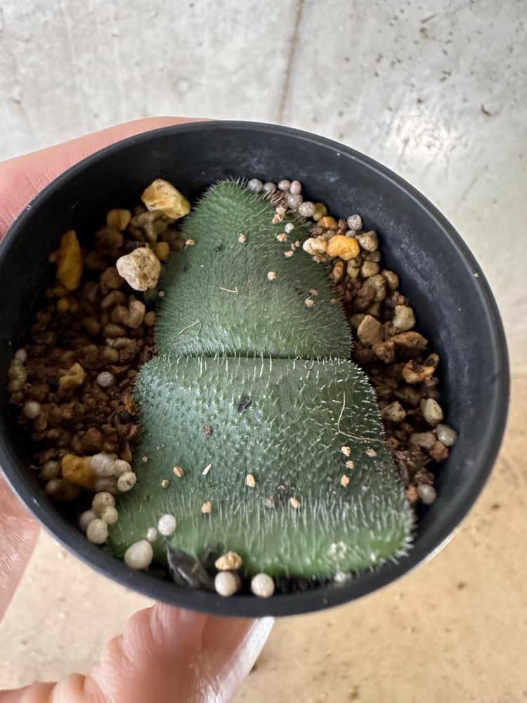 【現品限り】ハエマンサス・フミリス【C26】 Haemanthus humilis Noupoort