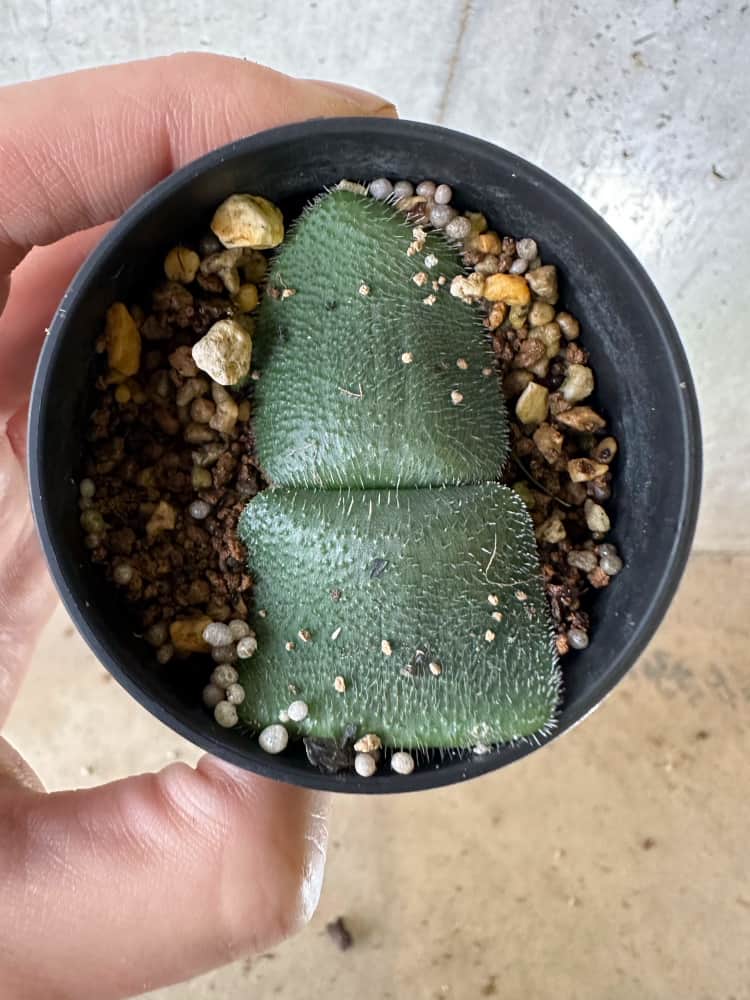 【現品限り】ハエマンサス・フミリス【C26】 Haemanthus humilis Noupoort