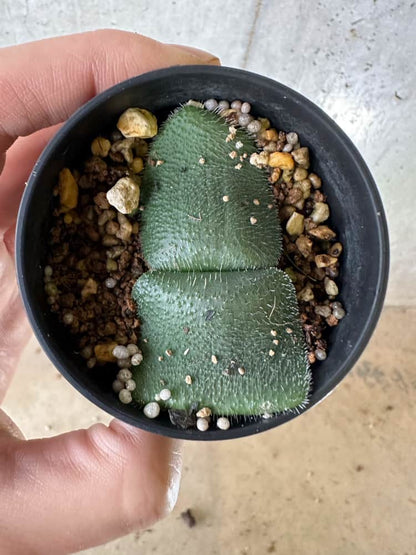 【現品限り】ハエマンサス・フミリス【C26】 Haemanthus humilis Noupoort