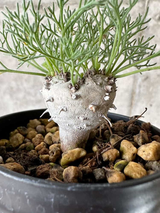 【現品限り】モンソニア・ぺニクリナム【C2】 Monsonia peniculinum