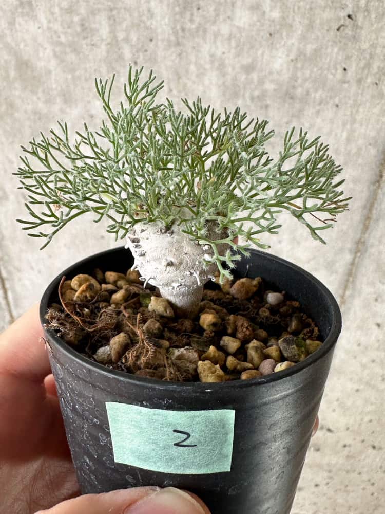 【現品限り】モンソニア・ぺニクリナム【C2】 Monsonia peniculinum