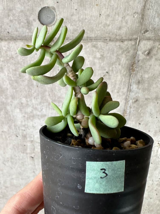 【現品限り】ケラリア・ピグマエア 実生【C3】 Ceraria pygmaea