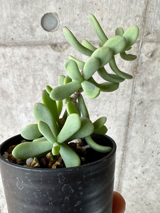 【現品限り】ケラリア・ピグマエア 実生【C3】 Ceraria pygmaea