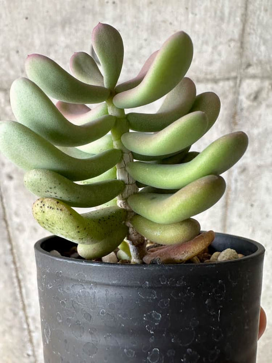 【現品限り】ケラリア・ピグマエア 実生【C4】 Ceraria pygmaea