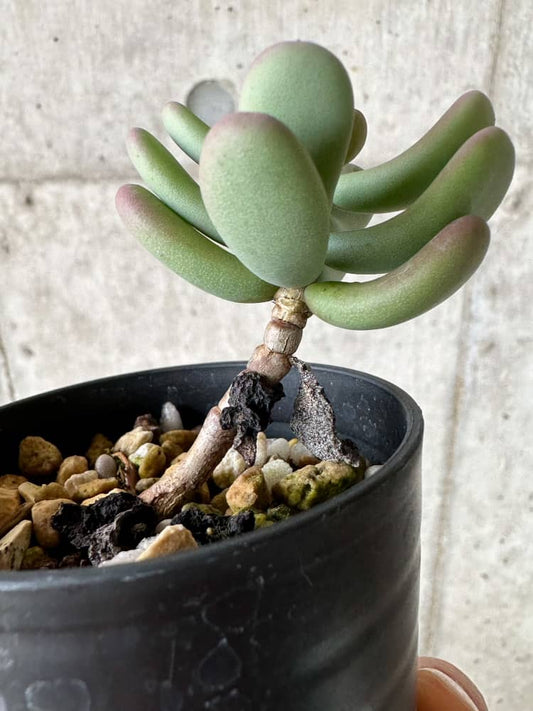 【現品限り】ケラリア・ピグマエア 実生【C5】 Ceraria pygmaea