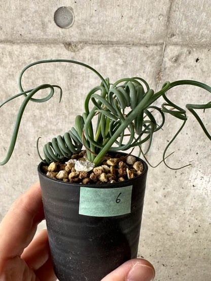 【現品限り】アルブカ・スピラリス【C6】 Albuca spiralis