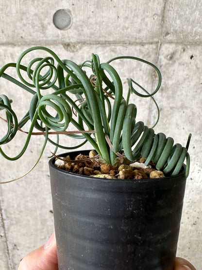【現品限り】アルブカ・スピラリス【C6】 Albuca spiralis