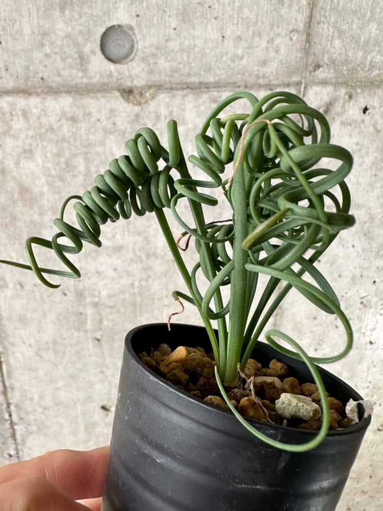 アルブカ　スピラリス 現品限り】アルブカ・スピラリス【C7】 Albuca spiralis 塊根植物
