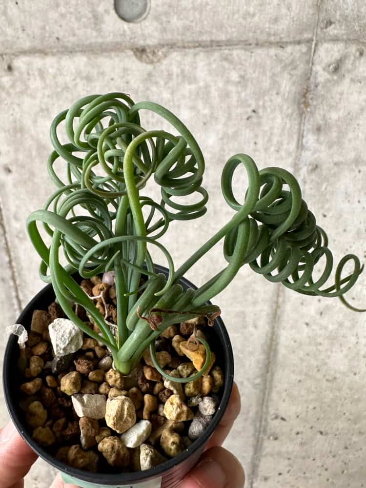 現品限り】アルブカ・スピラリス【C7】 Albuca spiralis 塊根植物