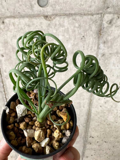 【現品限り】アルブカ・スピラリス【C7】 Albuca spiralis