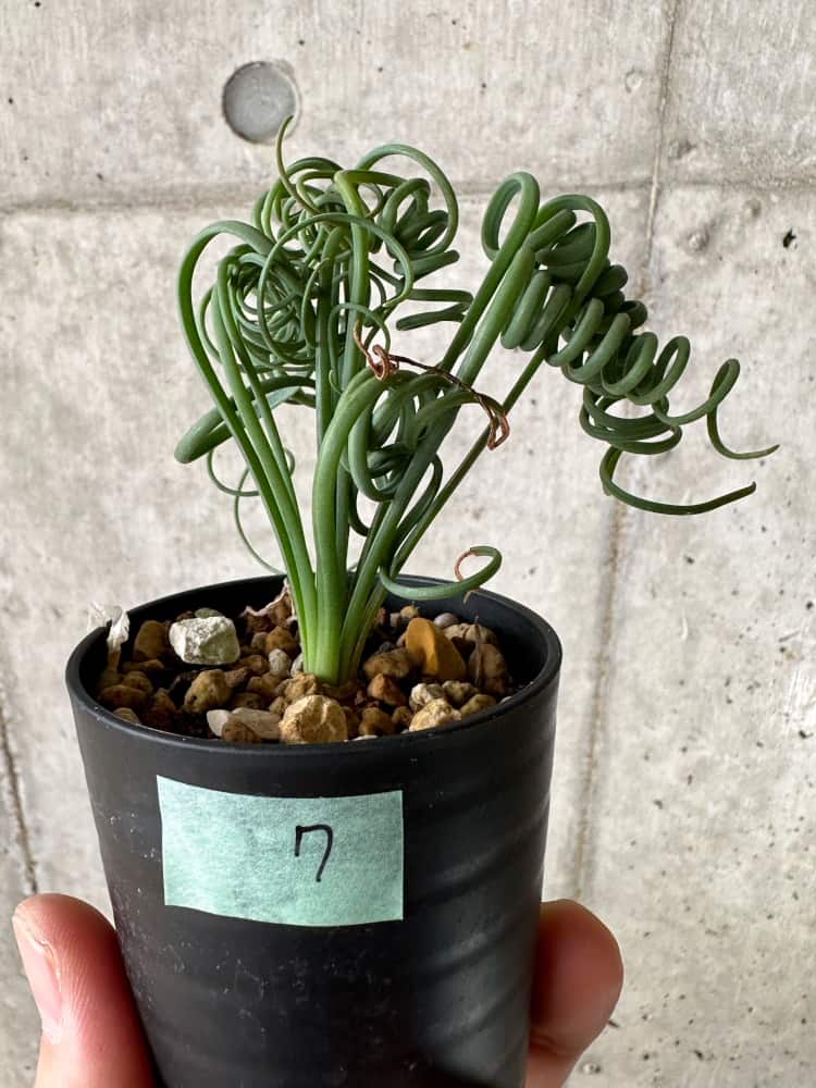 Albuca spiralis / アルブカ・スピラリス [自家採種]