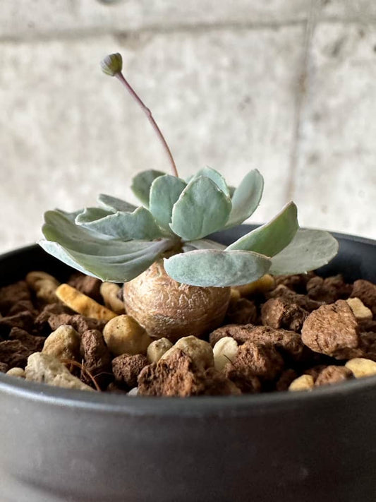 【現品限り】オトンナ・カカリオイデス【C8】 Othonna cacalioides