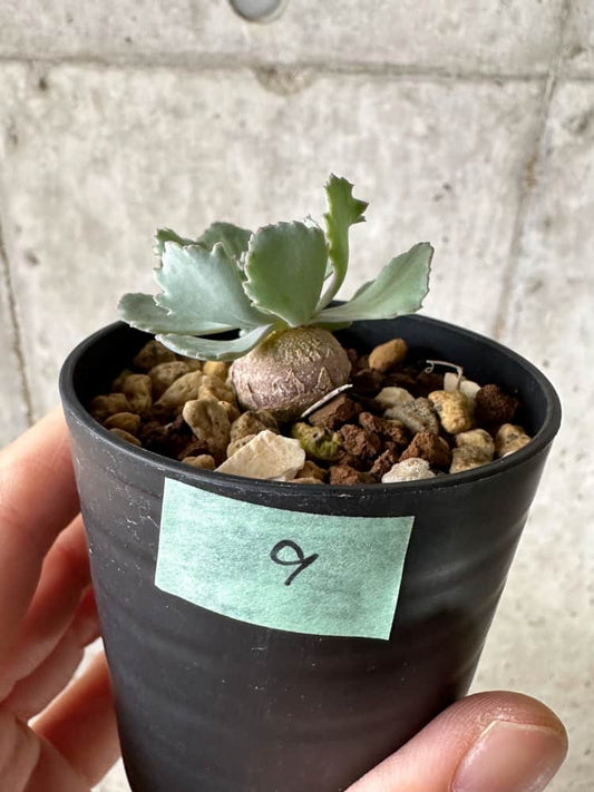 【現品限り】オトンナ・カカリオイデス【C9】 Othonna cacalioides