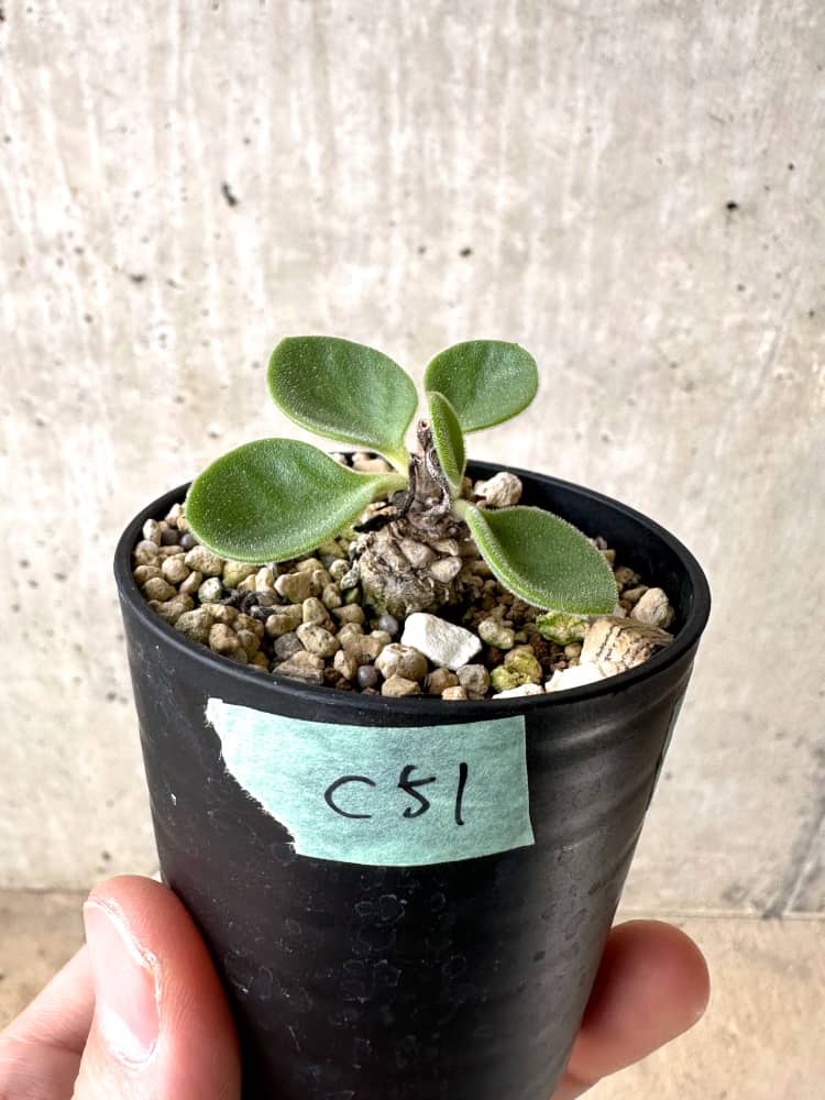 【現品限り】チレコドン・エラフィエアエ【C51】 Tylecodon ellaphieae