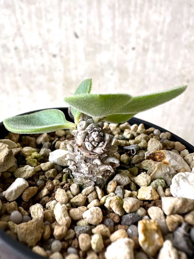 【現品限り】チレコドン・エラフィエアエ【C51】 Tylecodon ellaphieae