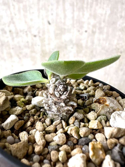 【現品限り】チレコドン・エラフィエアエ【C51】 Tylecodon ellaphieae