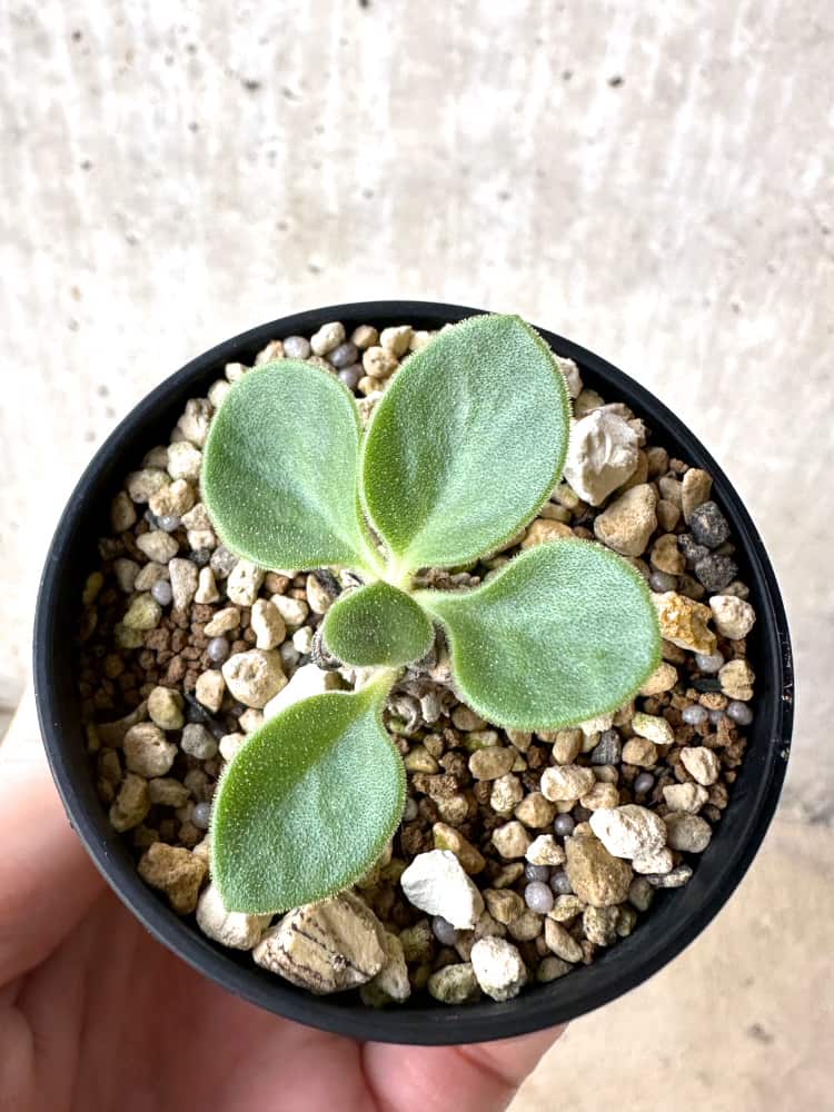 【現品限り】チレコドン・エラフィエアエ【C51】 Tylecodon ellaphieae