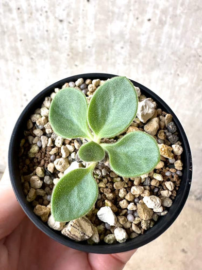 【現品限り】チレコドン・エラフィエアエ【C51】 Tylecodon ellaphieae