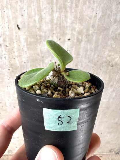 【現品限り】チレコドン・エラフィエアエ【C52】 Tylecodon ellaphieae