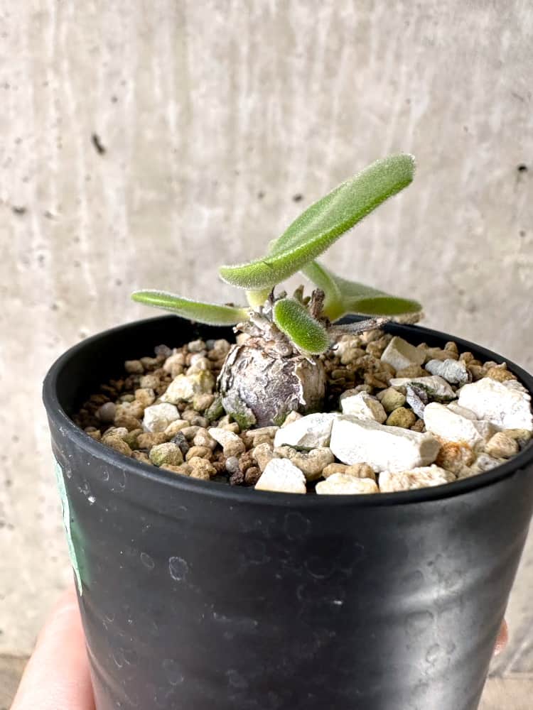 【現品限り】チレコドン・エラフィエアエ【C52】 Tylecodon ellaphieae