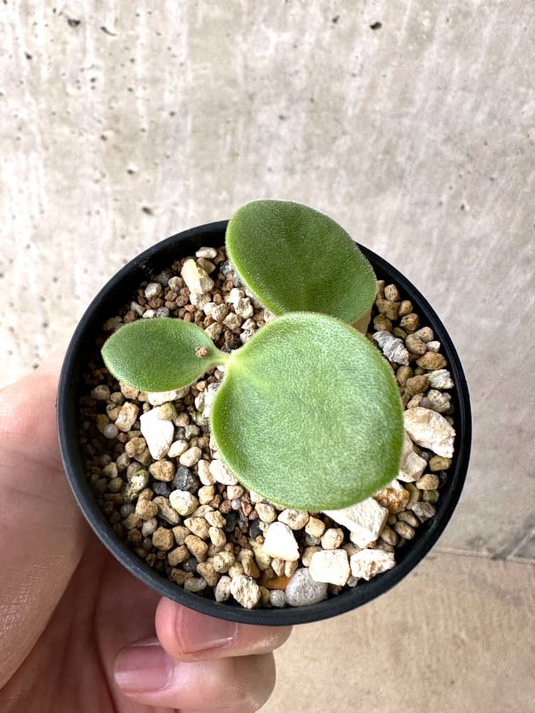 【現品限り】チレコドン・エラフィエアエ【C52】 Tylecodon ellaphieae